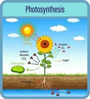 Diagram showing process of photosynthesis with plant and cells vector