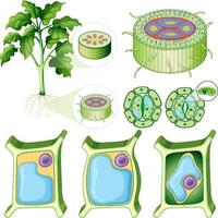 Set of different plant cells vector