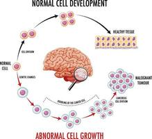 Diagram showing normal cell development vector