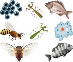 Different kinds of insects and animals on white background vector