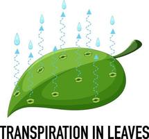 Science concept with transpiration in leaves vector