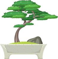 Bonsai tree in pot on white background vector