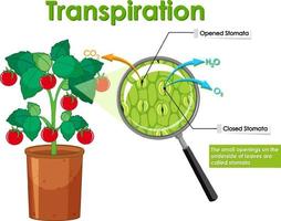 diagrama que muestra la transpiración en la planta vector