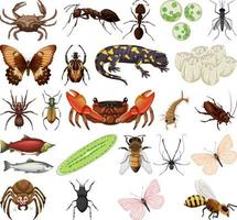 Different kinds of insects and animals on white background vector