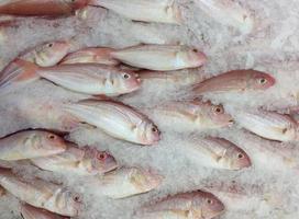 Frozen fish in the market photo