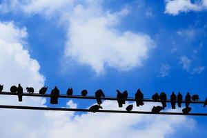 Many birds are on the line, Silhouet photo