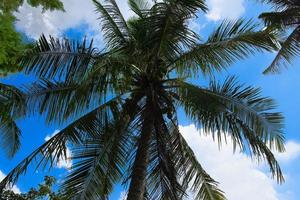 Coconut tree under the beautiful sky photo