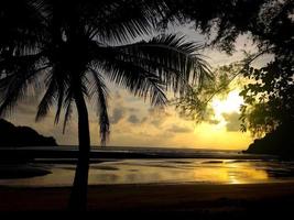 Silhouette of coconut trees on the beach photo