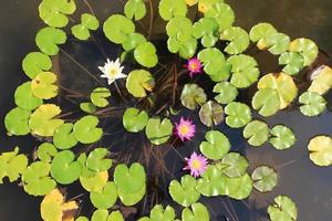 muchos estanques de lotos en flor y hermosas lágrimas naturales foto