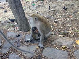 Monkey mothers who are feeding it photo