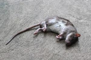 rata fue aplastado restos de los muertos. foto