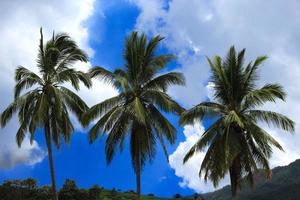 Coconut tree under the beautiful sky. photo