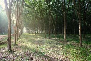 plantación de caucho por la mañana buen ambiente. foto