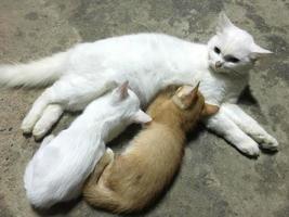 gato blanco alimentando a un gatito con amor. foto