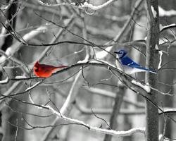 Cardinal and Blue Jay in the snow photo