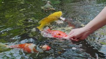 Alimenta a los koi japoneses o a los excrementos con tus propias manos. pez domesticado al granjero. un estanque de peces koi al aire libre para la belleza. mascotas populares para la relajación de los asiáticos y el feng shui que significa buena suerte. video
