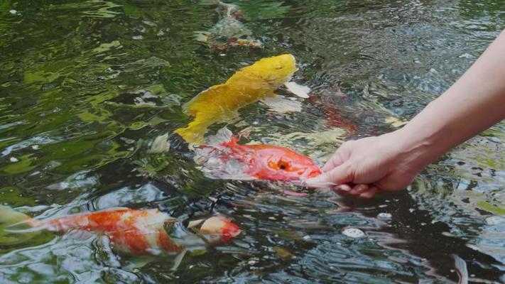 餵食影片