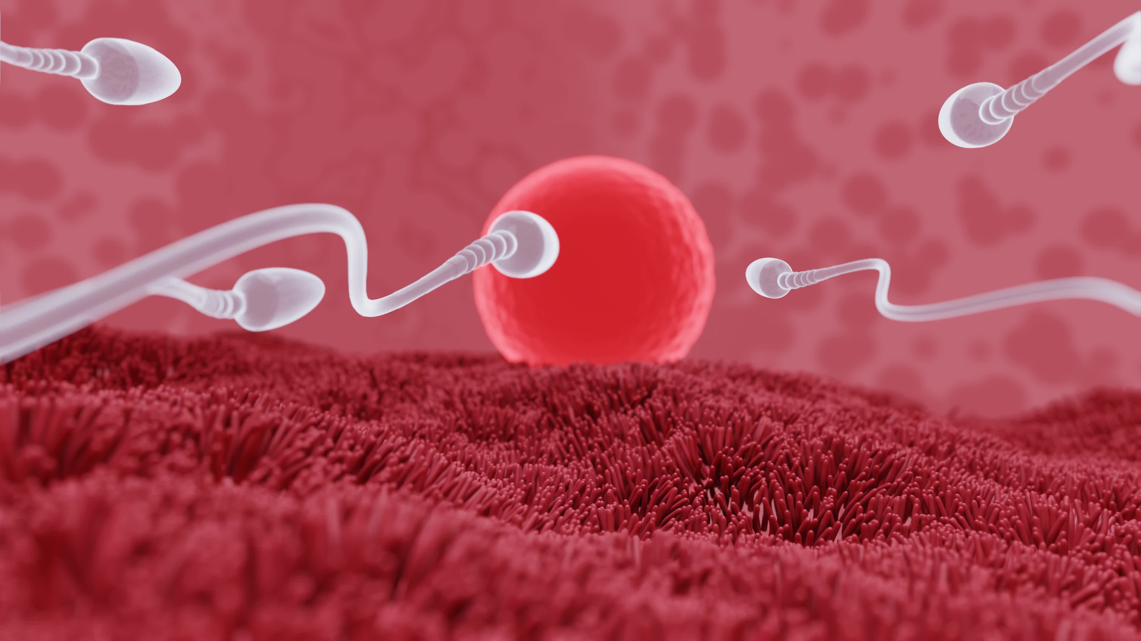 The Sperm Fertility From Men S Cum Is Directed Towards The Egg Bubble After Sex To Do Human