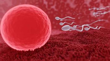 Die Spermienfruchtbarkeit von Männersperma richtet sich nach dem Sex auf die Eiblase. menschliche Paarung zu machen. ein Vorbefruchtungsmodell zwischen einer Eizelle und einem Spermium. 3D-Rendering