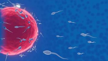 The sperm fertility from men's cum is directed towards the egg bubble after sex. To do human mating. A pre-fertilization model between an egg and a sperm. 3D Rendering video