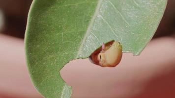 a lagarta ou lagarta verde está roendo as folhas do adenium. pragas de insetos de plantas com flores e folhagens. video