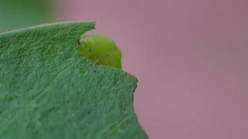 de rups of groene rups knaagt aan de bladeren van de adenium. insectenplagen van bloeiende en bladplanten. video