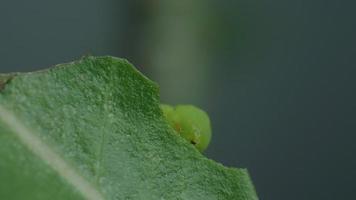 la oruga o oruga verde está royendo las hojas del adenium. plagas de insectos de plantas con flores y follaje.