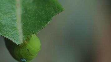 la oruga o oruga verde está royendo las hojas del adenium. plagas de insectos de plantas con flores y follaje. video
