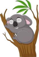 Cartoon koala sleeping on a tree branch vector