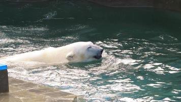 ours polaire jouant dans l'eau
