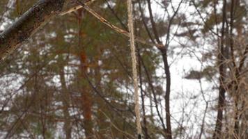 mangeoire à oiseaux dans le parc video