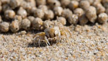 crabe barboteur de sable, gros plan video