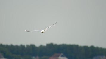 gaviota está en vuelo sobre un aeropuerto video