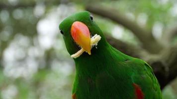 papagaio eclectus come cana-de-açúcar video