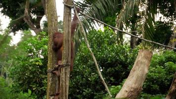 orang-outan sur l'arbre
