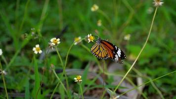 monarchvlinder op bloem video