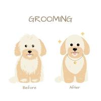 Grooming salon. Maltese miniature Poodle dog trimming before and after. vector