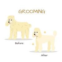 Grooming salon. Poodle dog trimming before and after