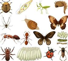 Different kinds of insects and animals on white background vector