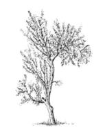 Sketch tree isolated on white background vector