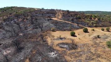 Luftdrohnenansicht des verbrannten Waldes neben der Straße. dunkles Land und schwarze Bäume, verursacht durch Feuer. Waldbrand. Klimawandel, Ökologie und Land. video