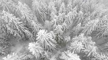 vista aérea de drones de belas paisagens de inverno com pinheiros cobertos de neve. neve caindo. tiro cinematográfico. viagem de inverno. fundo e texturas. video