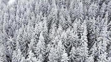 luchtfoto drone uitzicht op een prachtig winterlandschap met pijnbomen bedekt met sneeuw. vallende sneeuw. filmische opname. winter reizen. achtergrond en texturen. video