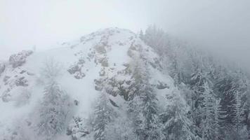 flygdrönare utsikt över vackra vinterlandskap i bergen med tallar täckta med snö. mörk himmel och snö faller. filmisk tagning. vinterresor. video