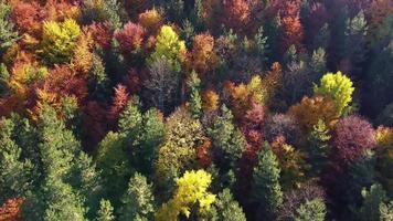 luchtfoto drone van herfstdag met prachtige levendige kleurrijke bladeren in de bomen. groene, gele, bruine, rode, oranje kleuren. ontspannend gevoel. genieten van het leven. meditatie. achtergrond en texturen. video