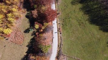 Luftdrohne des Herbsttages mit schönen, farbenfrohen Blättern in den Bäumen. Schafe auf der Straße. grüne, gelbe, braune, rote, orangefarbene Farben. entspannendes Gefühl. das Leben genießen. Meditation. video