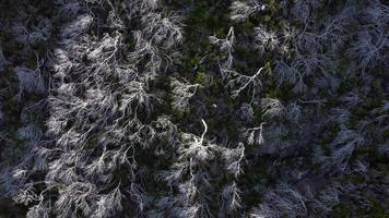 Aerial drone view of burned trees in forest on the cliffs. White trees. Backgrounds and textures.  Cinematic shot. Climate change. Ecology. Environment. video