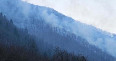 foresta in fiamme durante il periodo del tramonto al tramonto. fuoco e fiamme che bruciano gli alberi. cambiamento climatico, ecologia e territorio. video