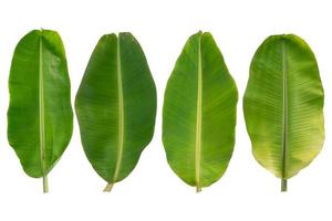 Banana leaves on a white background photo