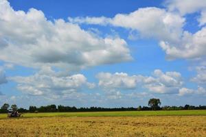 Rice fields sky and The tree photo